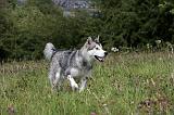 ALASKAN MALAMUTE 719